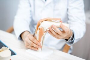 膝関節の模型を持つ医師